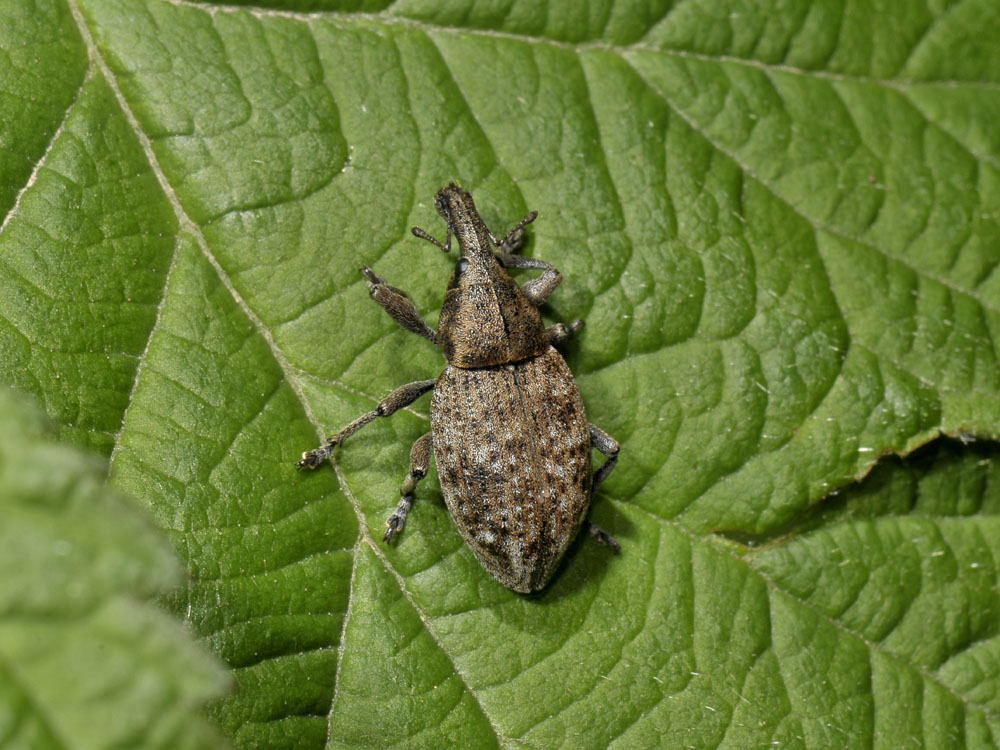 Lepyrus capucinus